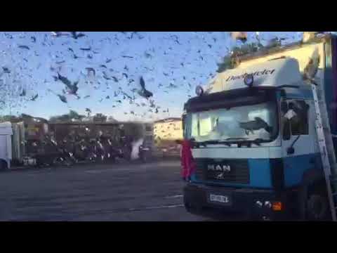 Décollage de 19000 pigeons